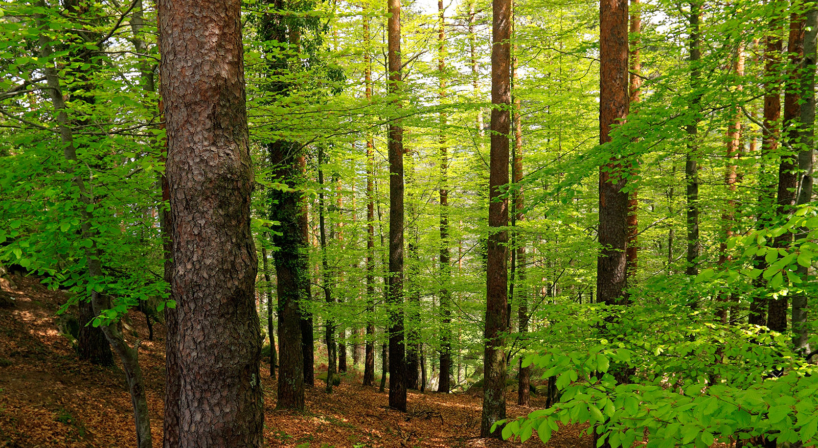 Wild Game Processing Service Butcher in Chesapeake, VA